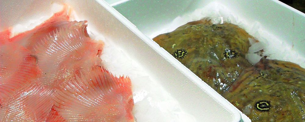expanded polystyrene EPS fish boxes