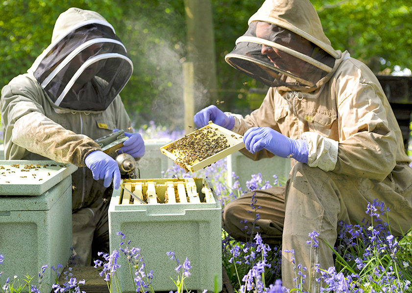 Bee hive made from EPS Expanded Polystyrene helps save bee population and increase honey yield by up to 30%