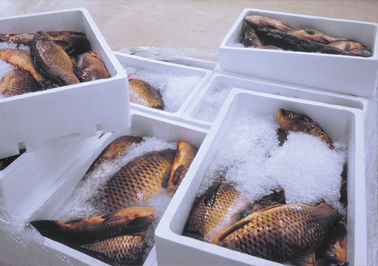 EPS expanded polystyrene fishbox production