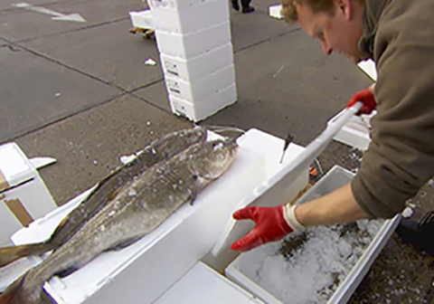 EPS expanded polystyrene - A day in the life of a fishbox