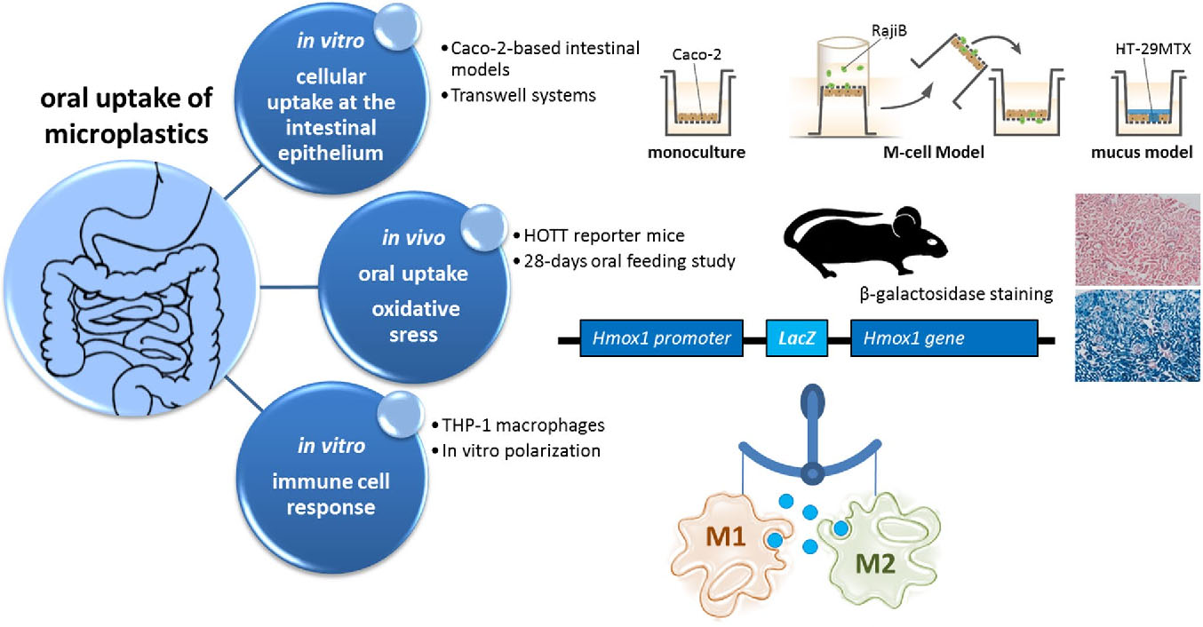 Uptake and effects of orally ingested EPS expanded polystyrene airpop microplastic particles in vitro and in vivo