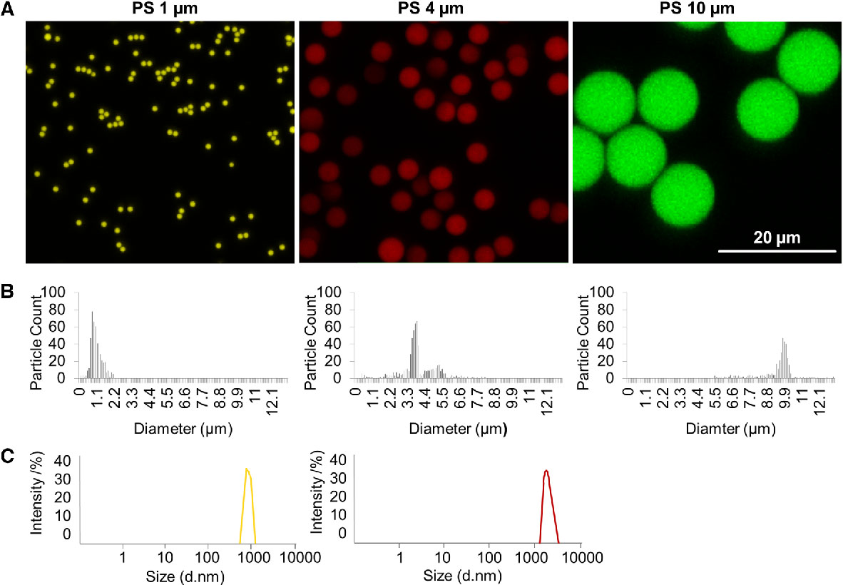 Uptake and effects of orally ingested EPS expanded polystyrene airpop microplastic particles in vitro and in vivo