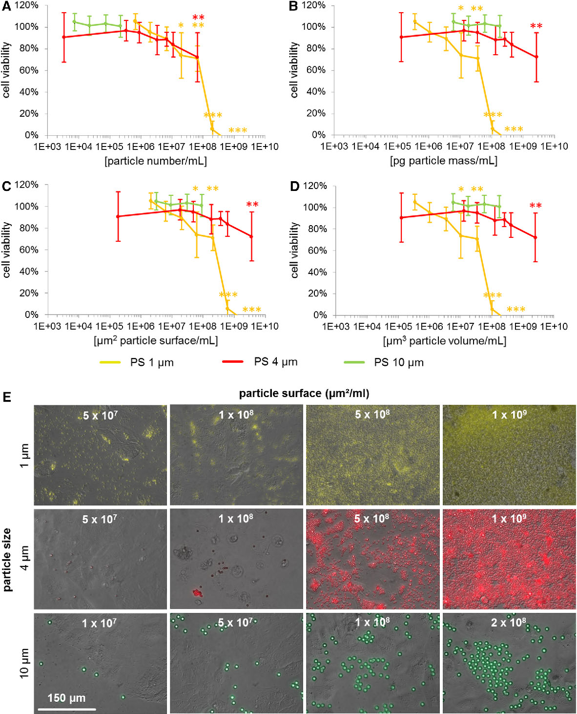Uptake and effects of orally ingested EPS expanded polystyrene airpop microplastic particles in vitro and in vivo