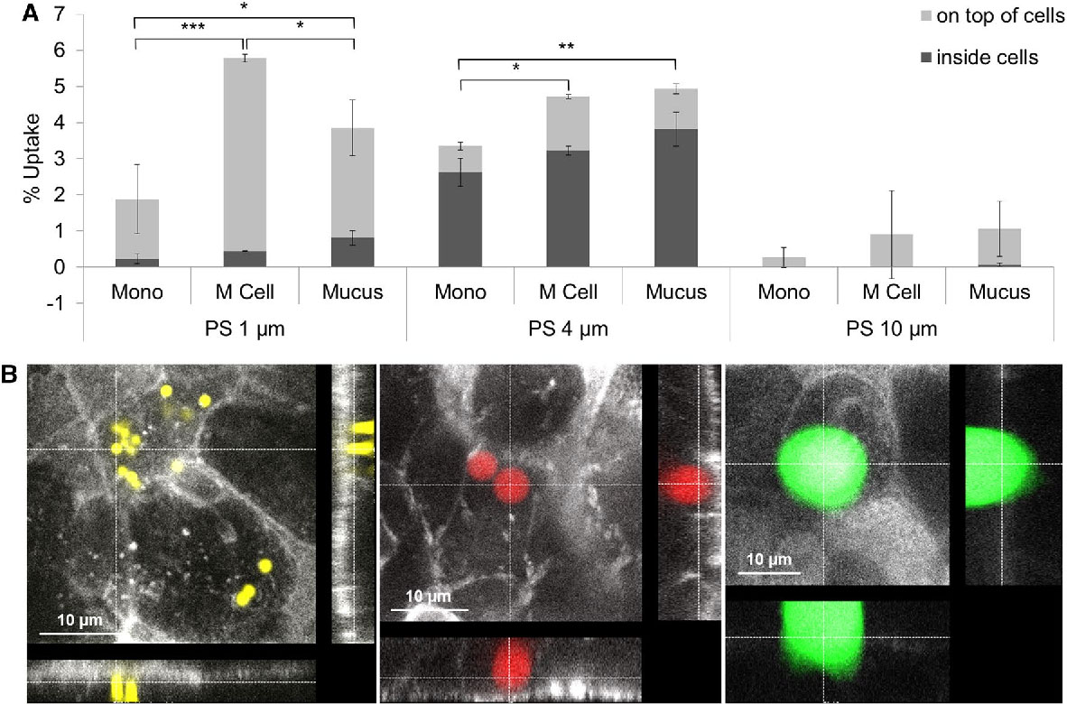 Uptake and effects of orally ingested EPS expanded polystyrene airpop microplastic particles in vitro and in vivo