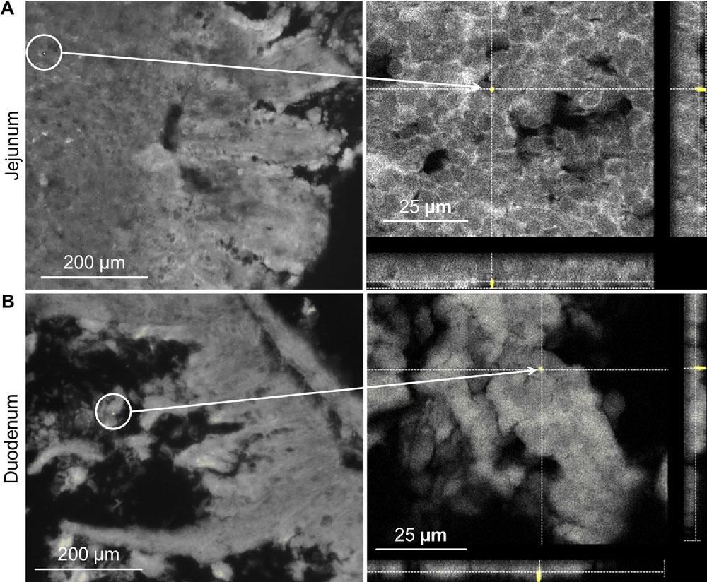Uptake and effects of orally ingested EPS expanded polystyrene airpop microplastic particles in vitro and in vivo