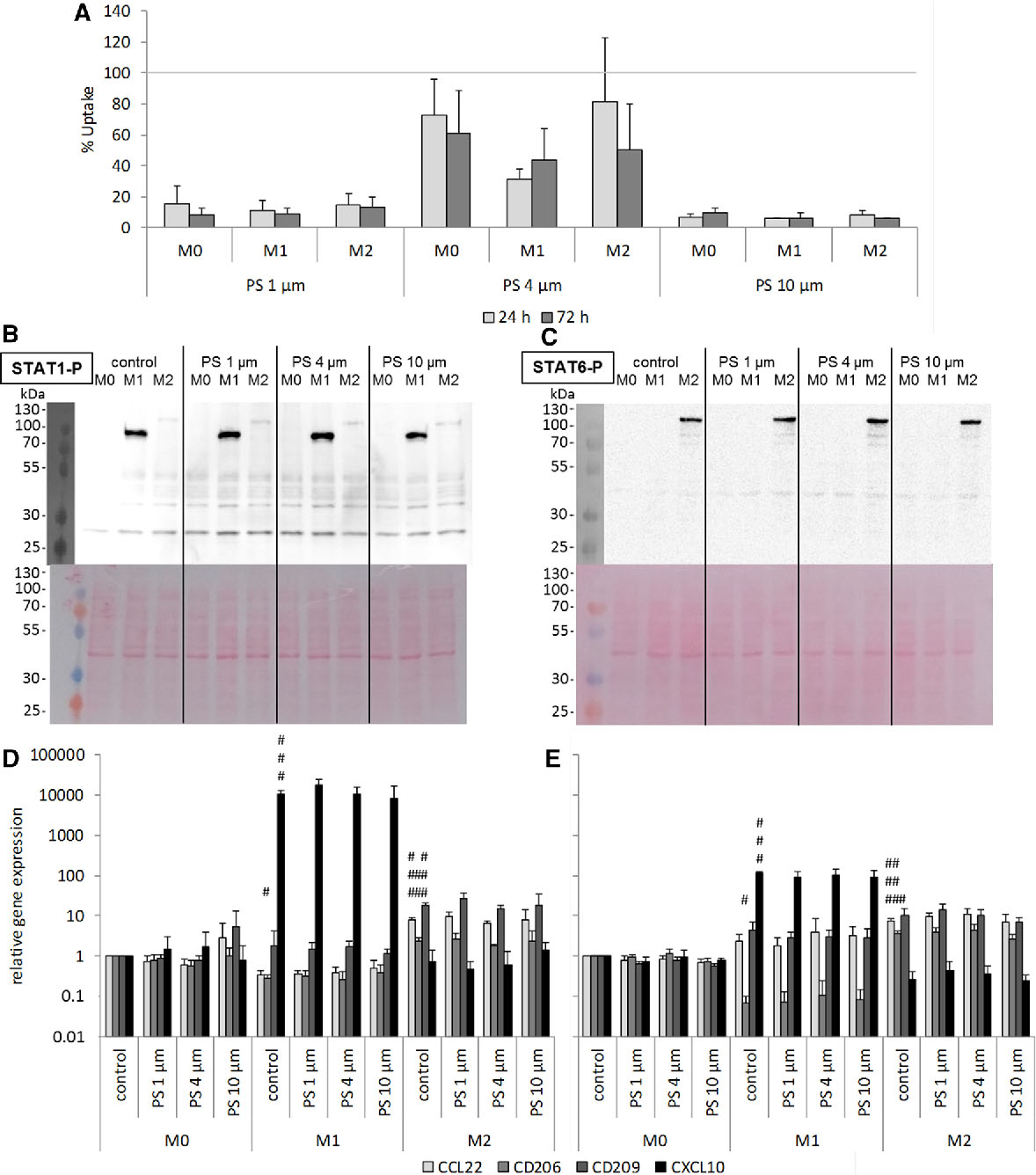 Uptake and effects of orally ingested EPS expanded polystyrene airpop microplastic particles in vitro and in vivo